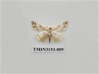 藏品(螟蛾304)的圖片